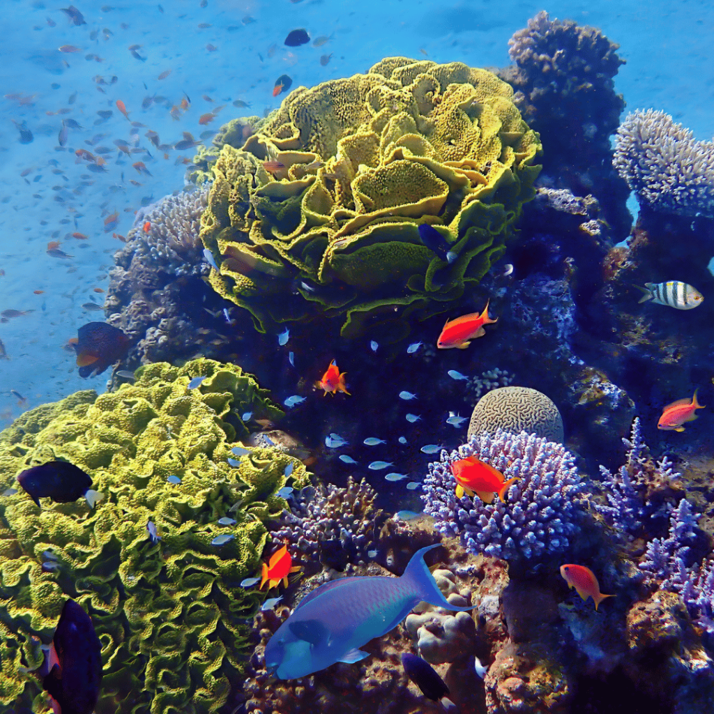 корали и красиви риби в морето